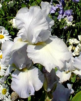JPEG image