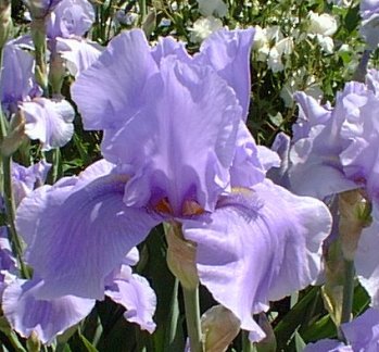 JPEG image