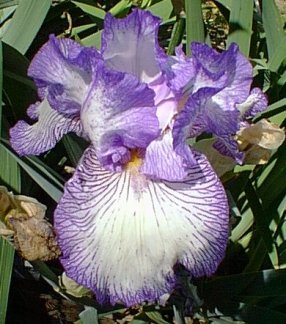 JPEG image