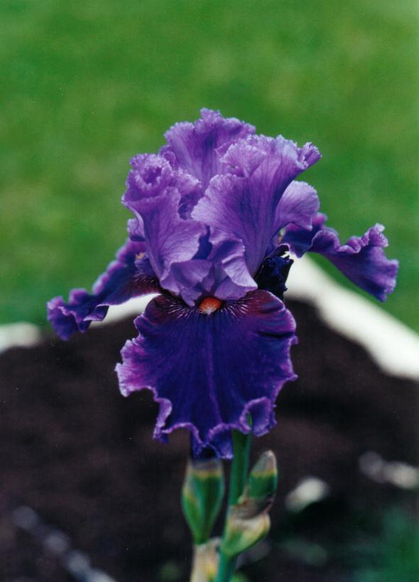 JPEG image