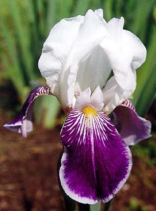 JPEG image