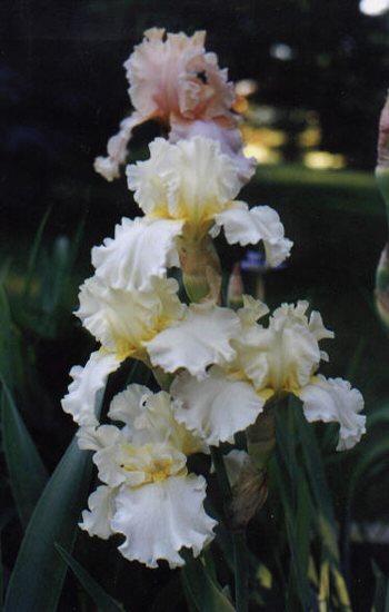 JPEG image