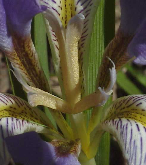 JPEG image