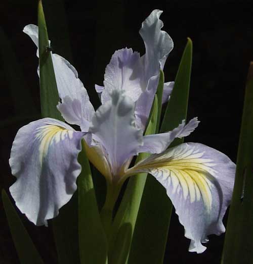 JPEG image