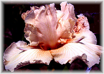 JPEG image