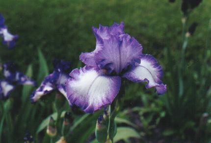 JPEG image