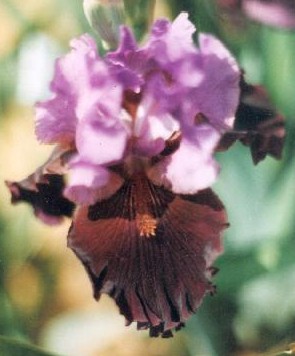 JPEG image