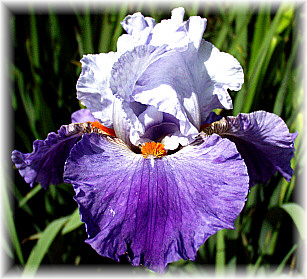 JPEG image