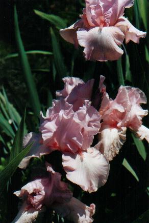 JPEG image