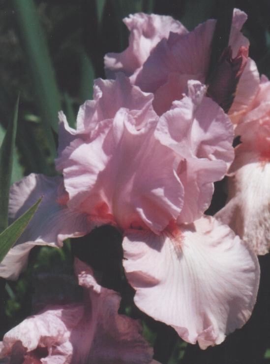 JPEG image