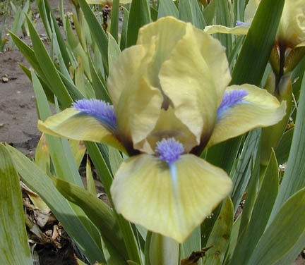 JPEG image