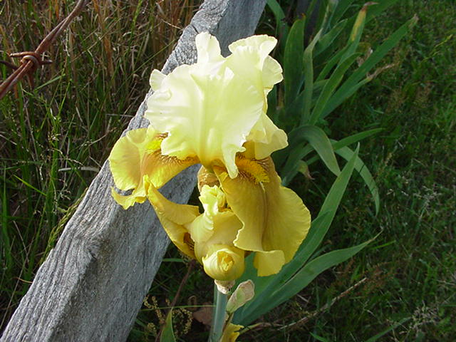 JPEG image