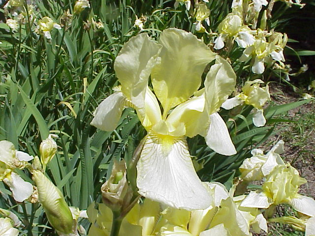 JPEG image