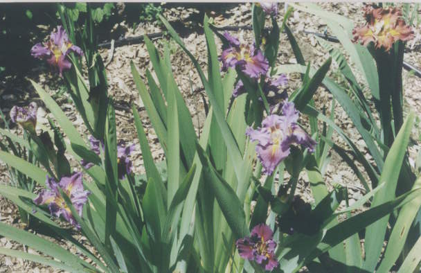 JPEG image