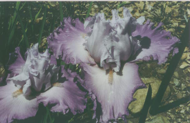 JPEG image