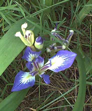 JPEG image
