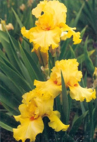 JPEG image