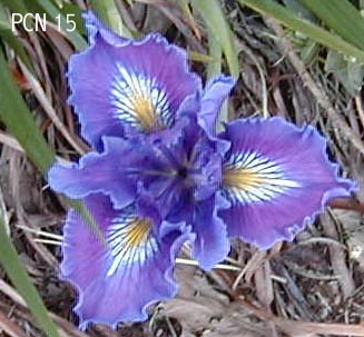 JPEG image