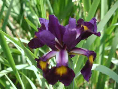 JPEG image