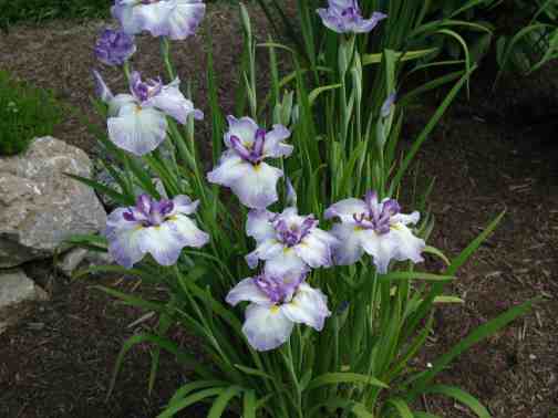 JPEG image