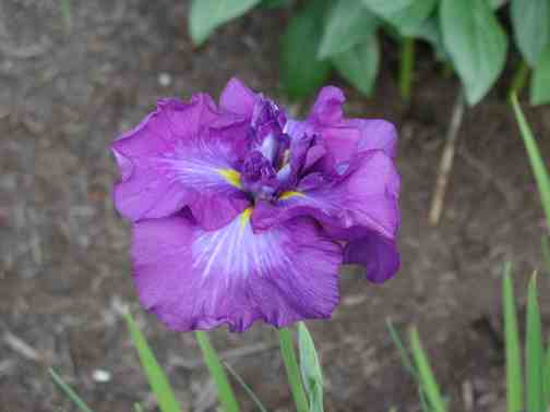 JPEG image