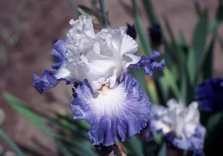 JPEG image