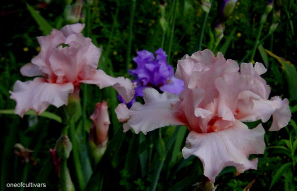 JPEG image