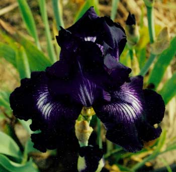 JPEG image