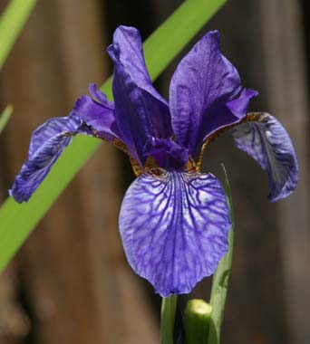 JPEG image