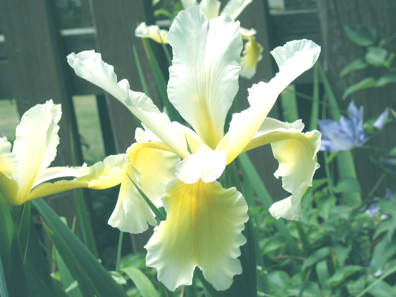JPEG image