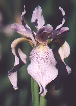JPEG image