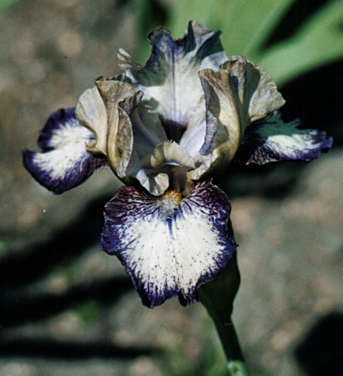 JPEG image