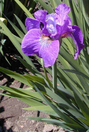JPEG image