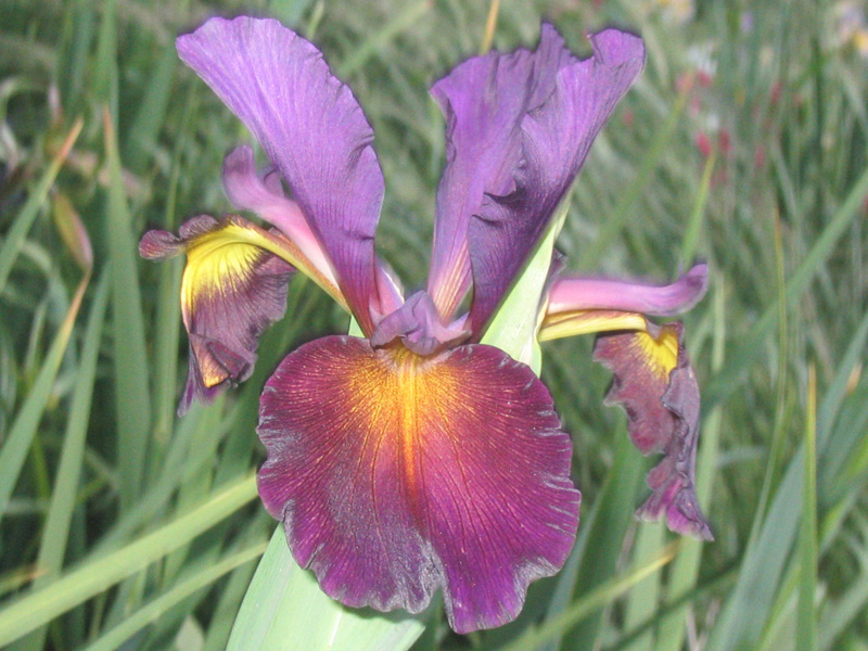 JPEG image