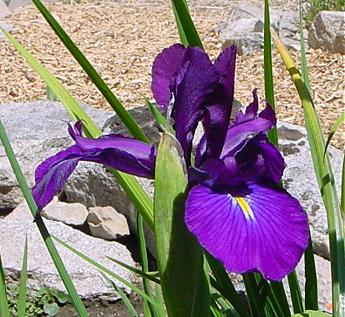 JPEG image