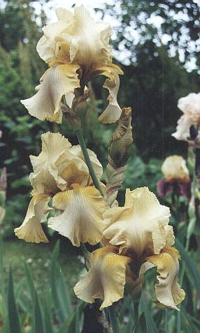 JPEG image