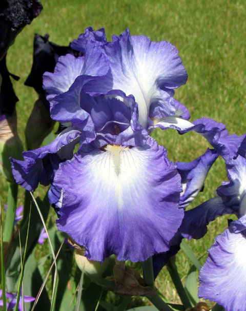 JPEG image