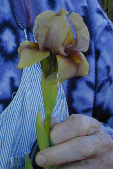 JPEG image