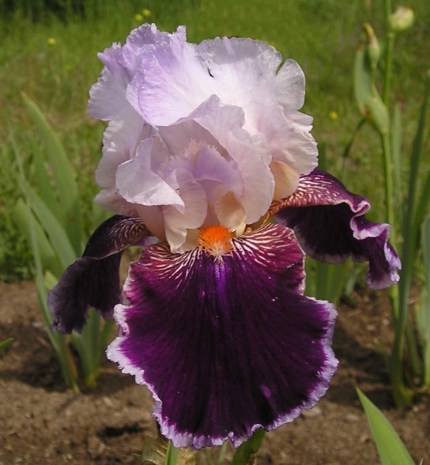 JPEG image