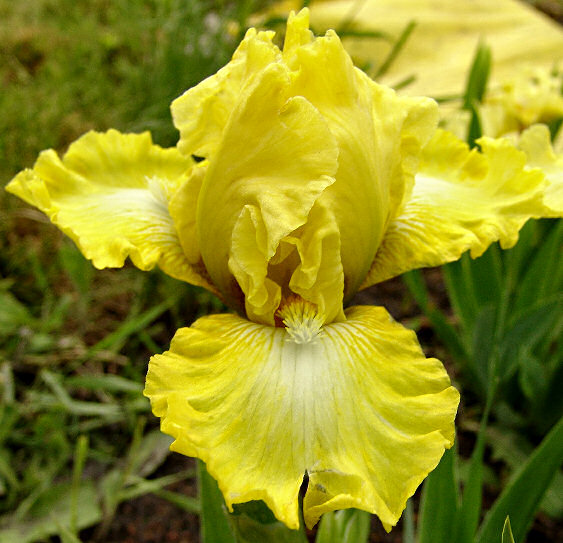 JPEG image