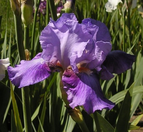 JPEG image