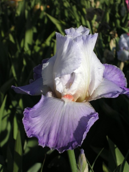JPEG image