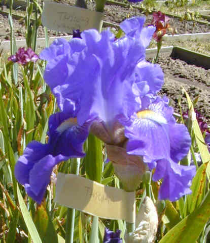 JPEG image