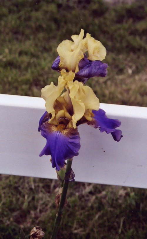 JPEG image