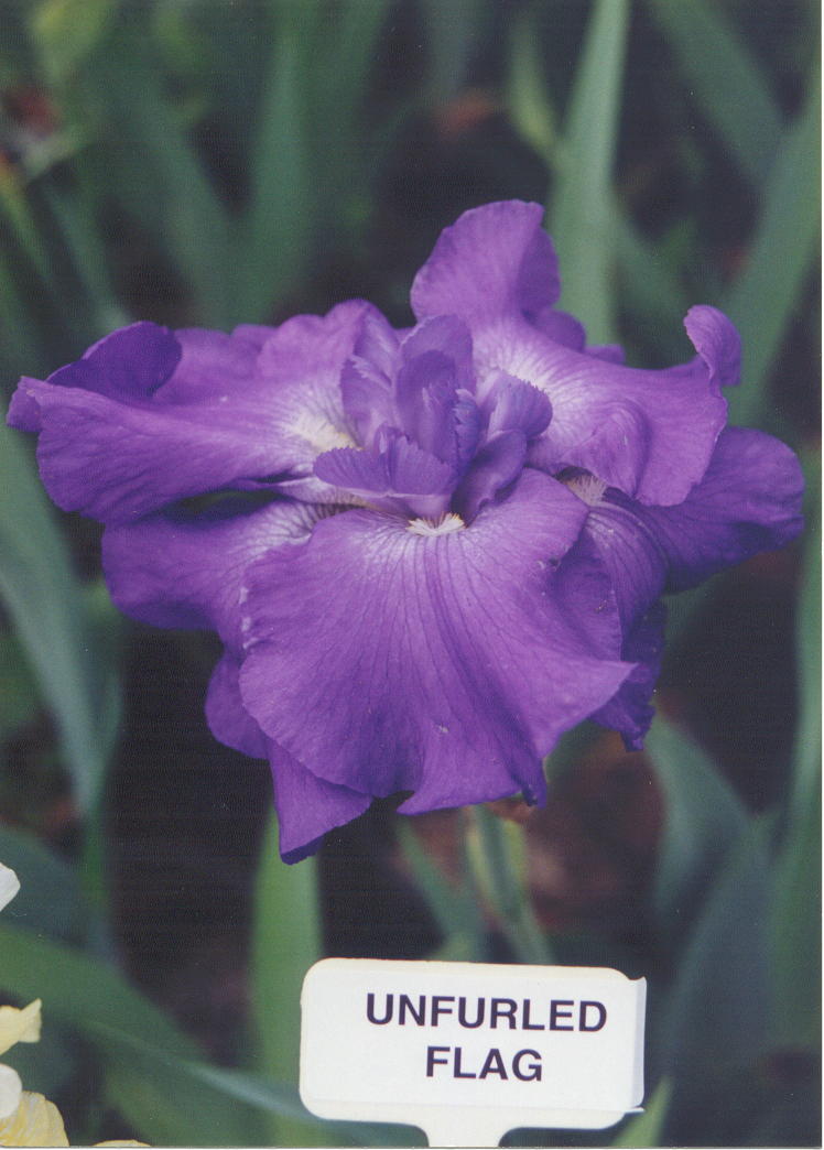 JPEG image