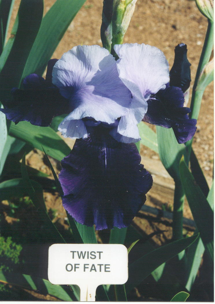 JPEG image