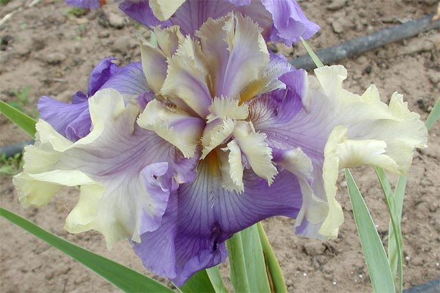 JPEG image