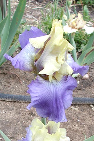 JPEG image