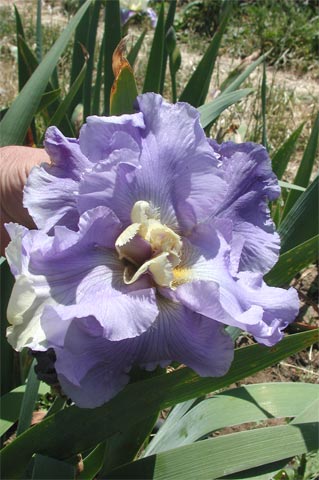 JPEG image