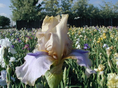 JPEG image